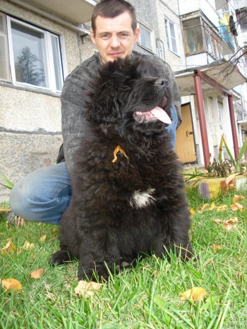 Фото: ньюфаундленд Ih Vyisochestvo Gotika Al'deya (Их Высочество Готика Альдея)