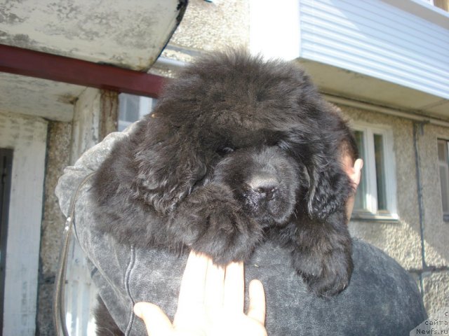 Фото: ньюфаундленд Ih Vyisochestvo Gotika Al'deya (Их Высочество Готика Альдея)