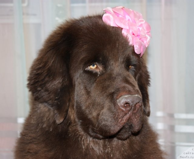 Фотография № 52367