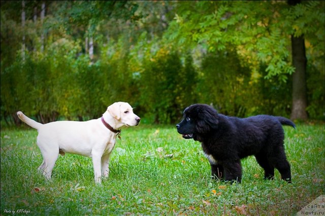 Фото: ньюфаундленд Smigar SHepot Nevskoy Volnyi (Смигар Шепот Невской Волны)