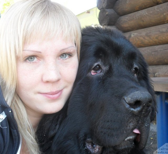 Фото: ньюфаундленд Mlechnyiy Put' iz Tihogo Omuta (Млечный Путь из Тихого Омута), Veronika Kuz'mina (Вероника Кузьмина)