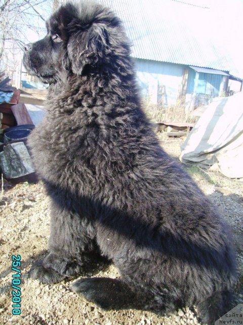 Фото: ньюфаундленд Ih Vyisochestvo Vladlena Madjiks (Их Высочество Владлена Маджикс)