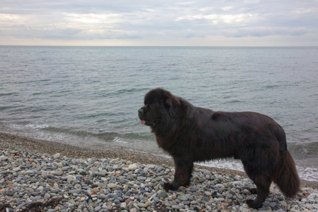 Фотография № 52374