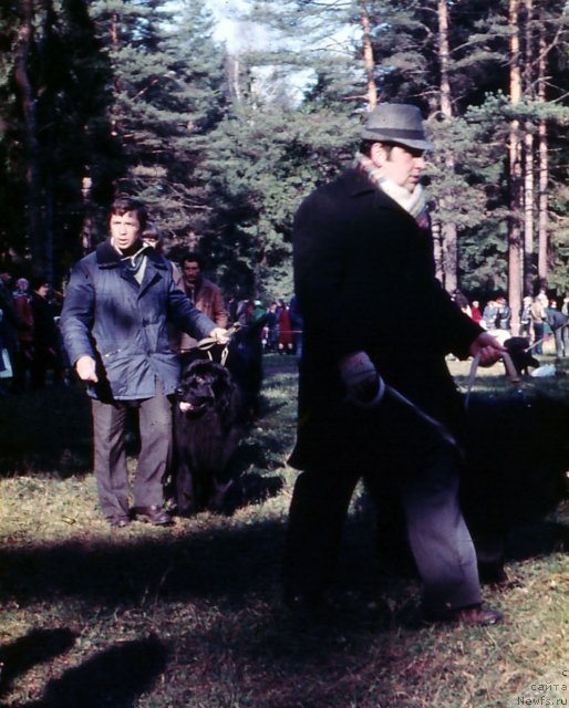 Фото: ньюфаундленд Nik Olli (Ник Олли)