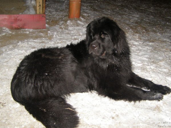 Фото: ньюфаундленд Super Premium Egipetskaya Noch' (Супер Премиум Египетская Ночь)