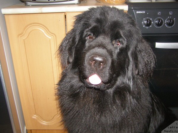 Фото: ньюфаундленд Super Premium Egipetskaya Noch' (Супер Премиум Египетская Ночь)