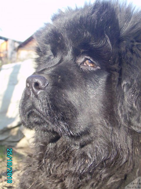 Фото: ньюфаундленд Ih Vyisochestvo Vladlena Madjiks (Их Высочество Владлена Маджикс)