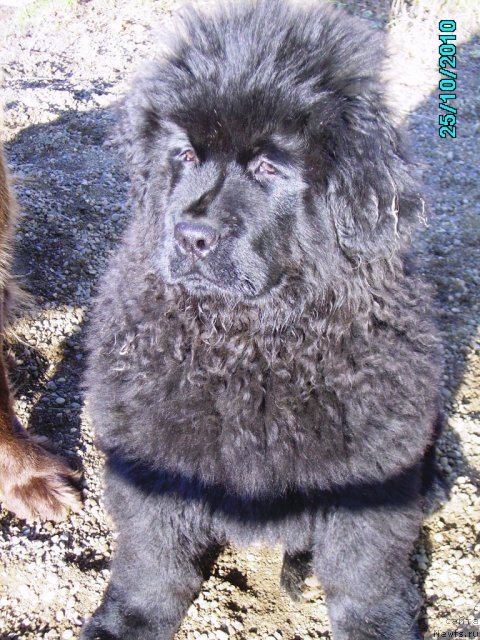 Фото: ньюфаундленд Ih Vyisochestvo Vladlena Madjiks (Их Высочество Владлена Маджикс)