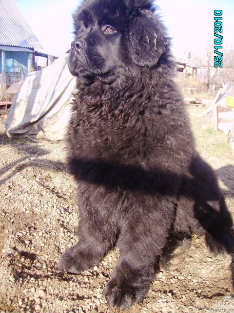 Фото: ньюфаундленд Ih Vyisochestvo Vladlena Madjiks (Их Высочество Владлена Маджикс)
