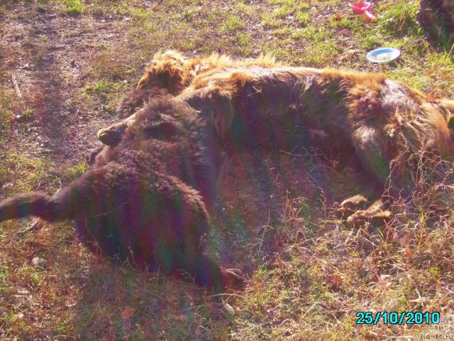 Фото: ньюфаундленд Ih Vyisochestvo Vladlena Madjiks (Их Высочество Владлена Маджикс), Даник
