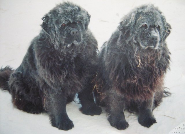 Фото: ньюфаундленд Dikaya Orchidea ot Sibirskogo Medvedja (Дикая Орхидея от Сибирского Медведя), ньюфаундленд Bolshaya Medveditsa iz Tihogo Omuta (Большая Медведица из Тихого Омута)