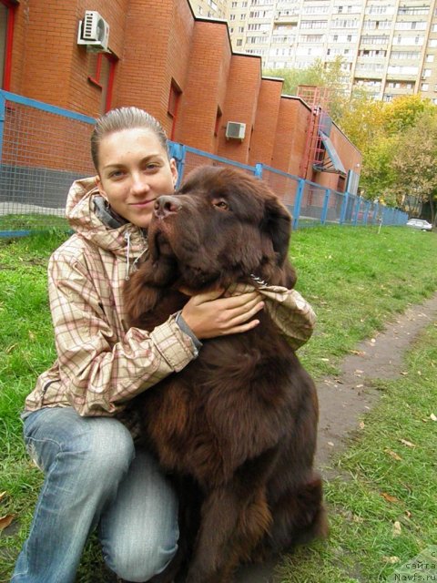 Фото: ньюфаундленд Rich-N-B'yutiful (Рич-Н-Бьютифул)