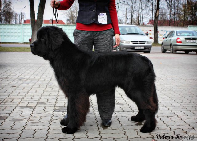 Фото: ньюфаундленд Ahrem Vyaliki Myadzvedz' (Ахрем Вялiкi Мядзведзь), Valeriya Krivova (Валерия Кривова)