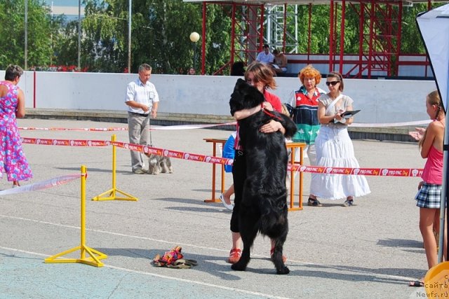 Фото: ньюфаундленд Orhideya Cvetok Lyubvi (Орхидея Цветок Любви), Marina Mamchur (Марина Мамчур)