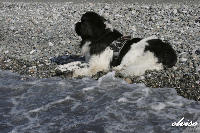 Фотография № 52436