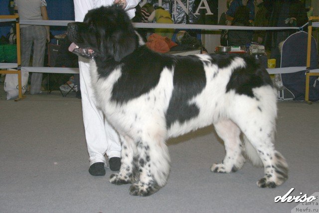 Фотография № 52446