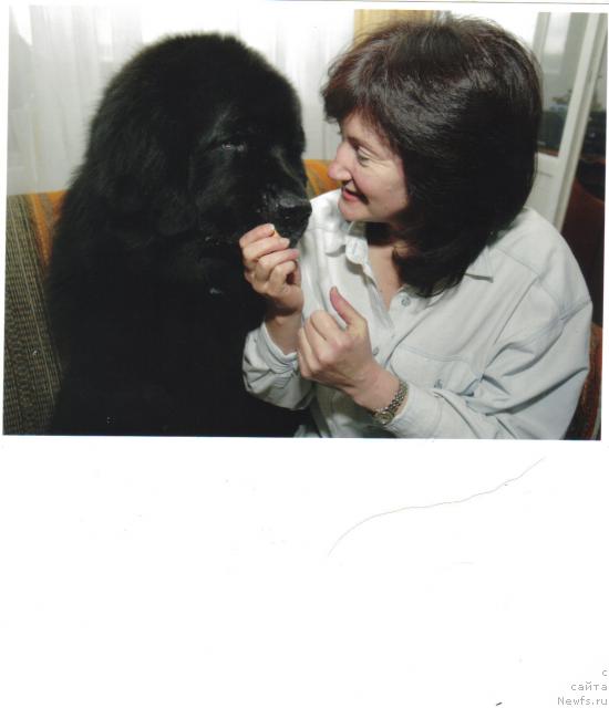 Фото: ньюфаундленд G-Boatswain Men King Coole, Lada Pavlikovskaya (Лада Павликовская)