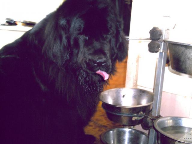 Фото: ньюфаундленд Hanesa (Ханеса)