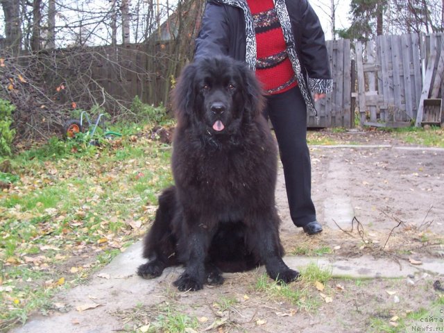 Фото: ньюфаундленд Funnewf Ultra Mega Super Girl (Фанньюф Ультра Мега Супер Герл)