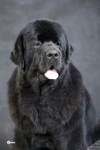 Фото: ньюфаундленд Sent Djons Rollex (Сент Джонс Роллекс)