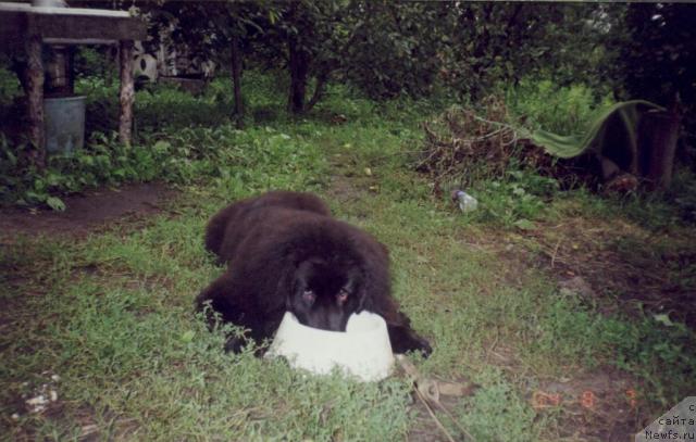 Фото: ньюфаундленд Hanesa (Ханеса)