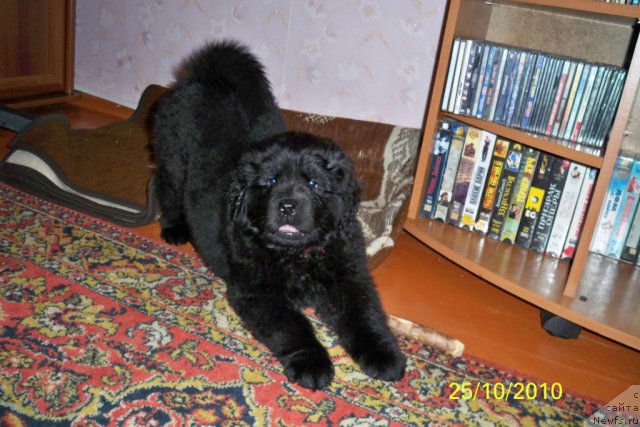 Фото: ньюфаундленд Smigar Volna Uspeha (Смигар Волна Успеха)