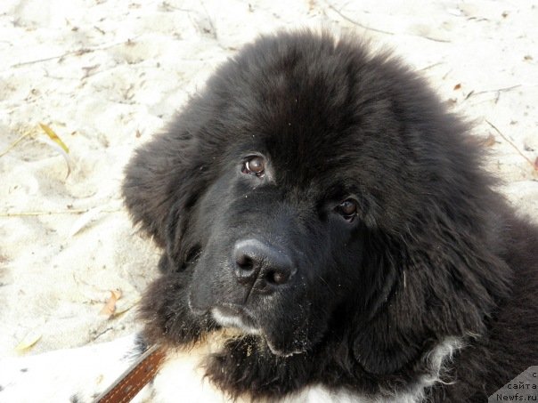 Фото: ньюфаундленд Starbimovlav Gardemarin (Старбимовлав Гардемарин)