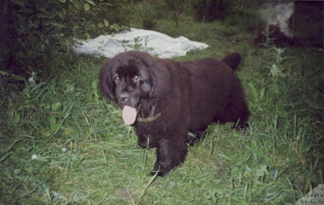 Фото: ньюфаундленд Hanesa (Ханеса)