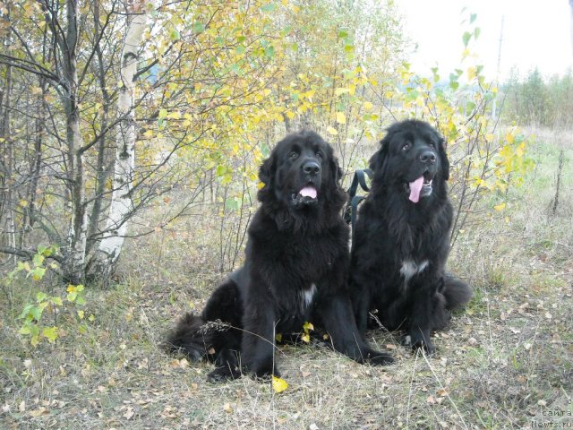 Фото: ньюфаундленд B'yanka Sed'moe CHudo Sveta (Бьянка Седьмое Чудо Света), ньюфаундленд Barbara CHernyiy Bril'yant (Барбара Черный Брильянт)