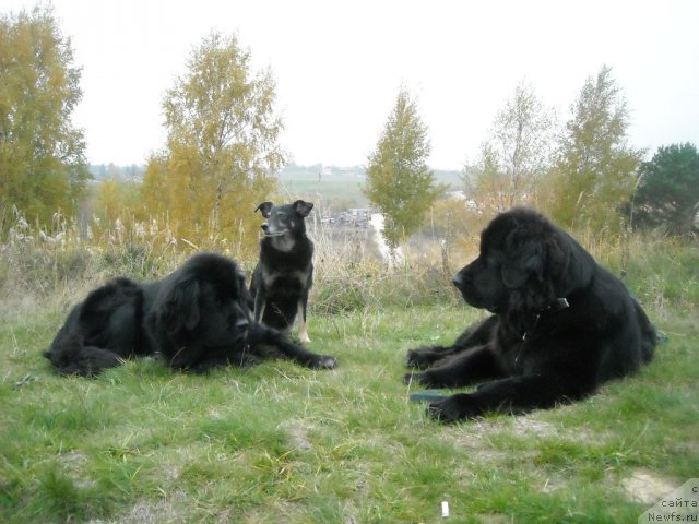 Фото: ньюфаундленд B'yanka Sed'moe CHudo Sveta (Бьянка Седьмое Чудо Света), [d7400] и Алька