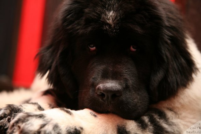 Фотография № 52484