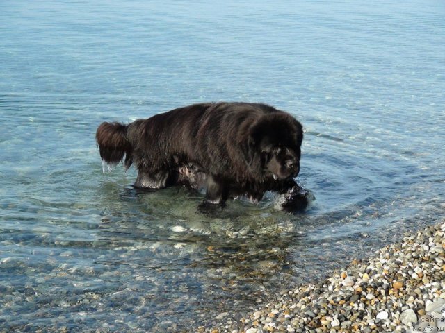 Фотография № 52485