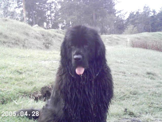 Фото: ньюфаундленд Hanesa (Ханеса)