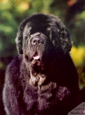 Фото: ньюфаундленд Midnight Lady's Especially For You