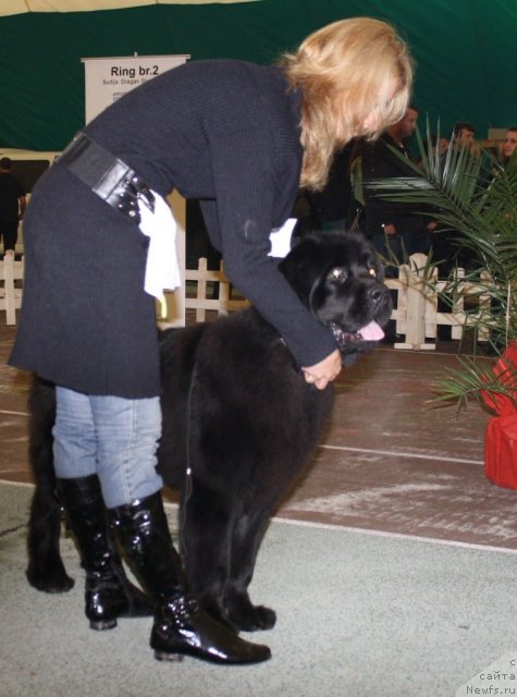 Фото: ньюфаундленд Gloria vom Darius Land