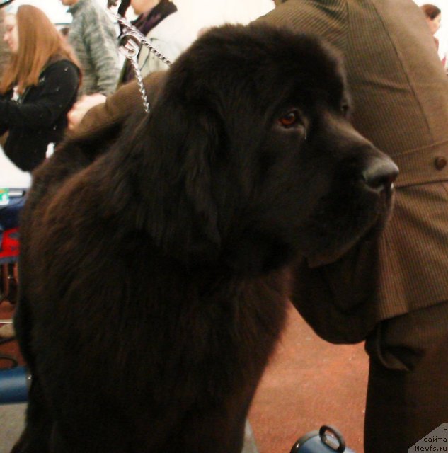 Фото: ньюфаундленд Gloria vom Darius Land