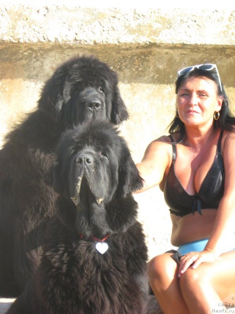 Фото: ньюфаундленд Smigar Jezella de lya Roze (Смигар Жезелла де ля Розе)