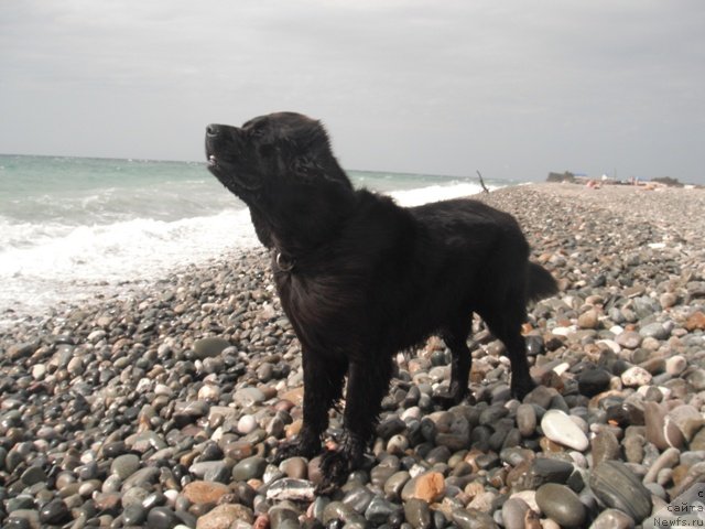 Фото: ньюфаундленд Dar Svezyi Apel'sinka-Mandarinka (Дар Свезы Апельсинка-Мандаринка)