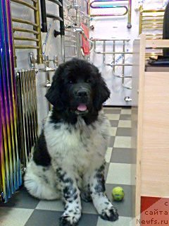 Фото: ньюфаундленд Akvian Song Zippi Panda (Аквиан Сонг Зиппи Панда), Vladislav Filonov (Владислав Филонов)