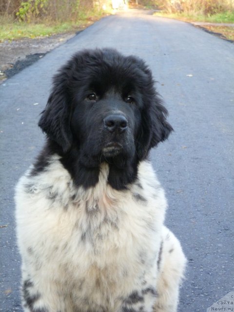 Фотография № 52525