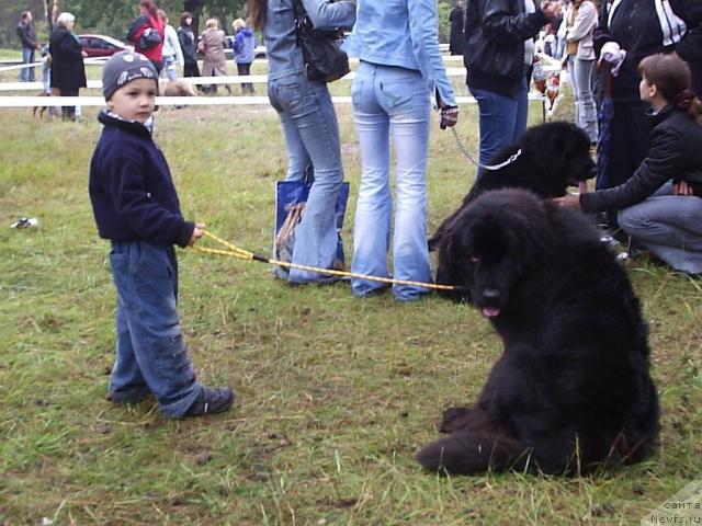 Фото: ньюфаундленд Hanesa (Ханеса)