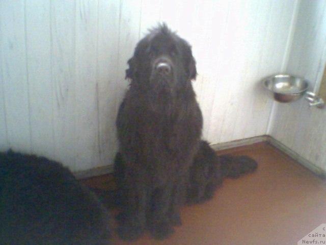 Фото: ньюфаундленд Viola (Виола)