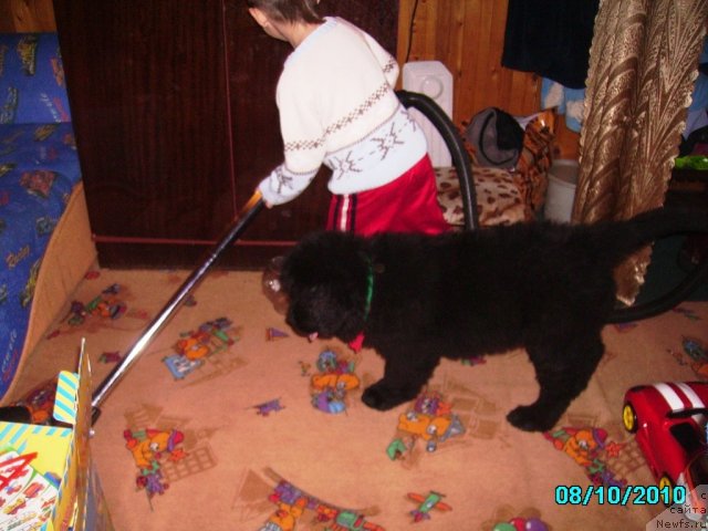 Фото: ньюфаундленд Ih Vyisochestvo Vladlena Madjiks (Их Высочество Владлена Маджикс), Славяшка Нистратов