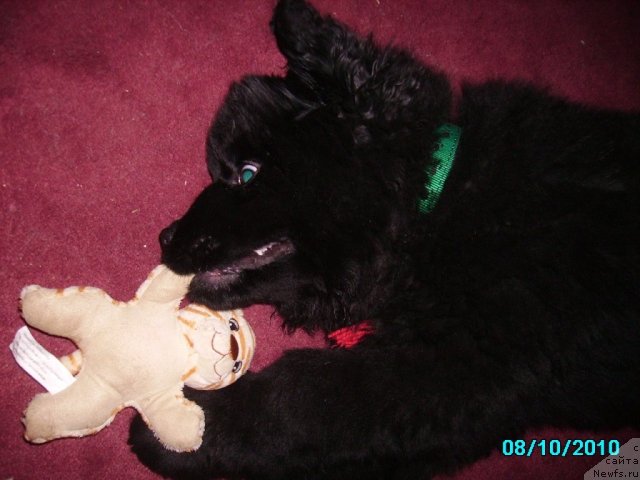 Фото: ньюфаундленд Ih Vyisochestvo Vladlena Madjiks (Их Высочество Владлена Маджикс)