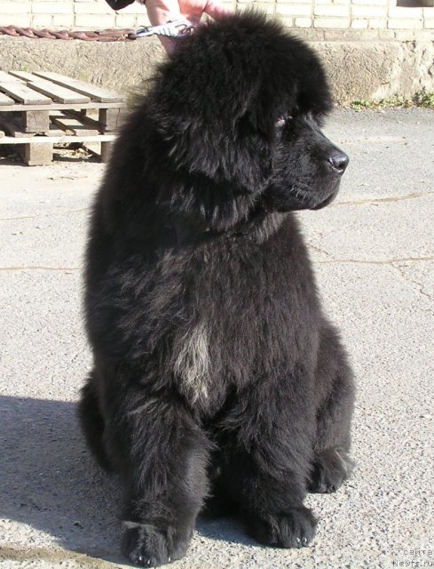 Фото: ньюфаундленд Noyri Imperial iz Medvejyego Yara (Нойри Империал из Медвежьего Яра)