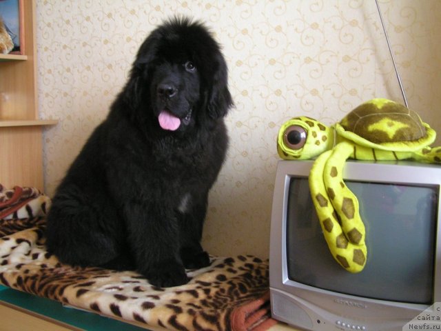 Фото: ньюфаундленд Noyri Imperial iz Medvejyego Yara (Нойри Империал из Медвежьего Яра)