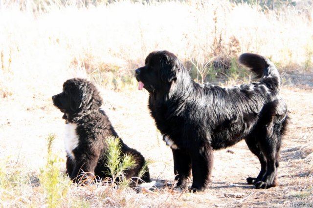 Фото: ньюфаундленд Ikona Stilya (Икона Стиля), ньюфаундленд Bianka Vayt Pyerl (Бианка Вайт Пэрл)