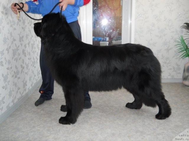 Фото: ньюфаундленд Kaliforniya iz Medvej'ego YAra (Калифорния из Медвежьего Яра)