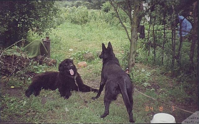 Фото: ньюфаундленд Hanesa (Ханеса)