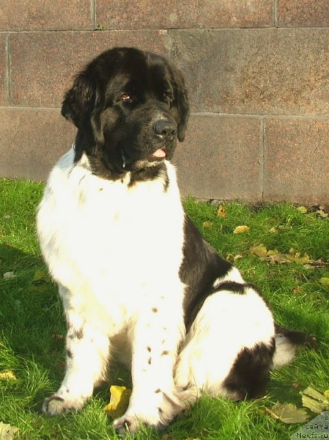 Фото: ньюфаундленд Piternyuf Prodigy (Питерньюф Продижи)